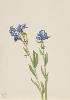 Alpine Forget-Me-Not (Myosotis alpestris), 1937. Creator: Mary Vaux Walcott.