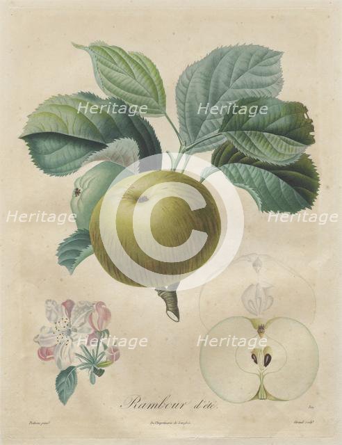 Traité des arbres fruitiers: Rambour dété, 1808-1835. Creator: Henri Louis Duhamel du Monceau (French, 1700-1782).