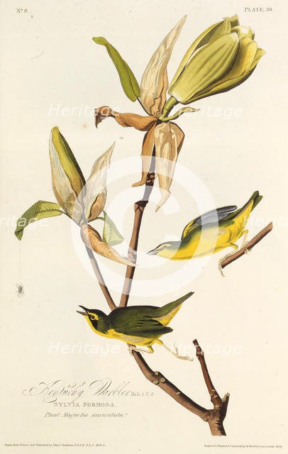 The Kentucky warbler. From "The Birds of America", 1827-1838. Creator: Audubon, John James (1785-1851).