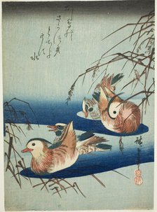 Mandarin ducks, n.d. Creator: Ando Hiroshige.