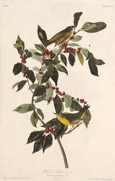 The Nashville warbler. From "The Birds of America", 1827-1838. Creator: Audubon, John James (1785-1851).