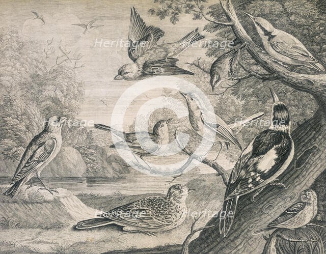 Various birds, 1726. Creator: Henry Fletcher.