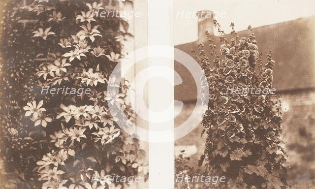 Clematis Cerulea; Hollyhocks, 1853-56. Creator: Jane Martha St. John.