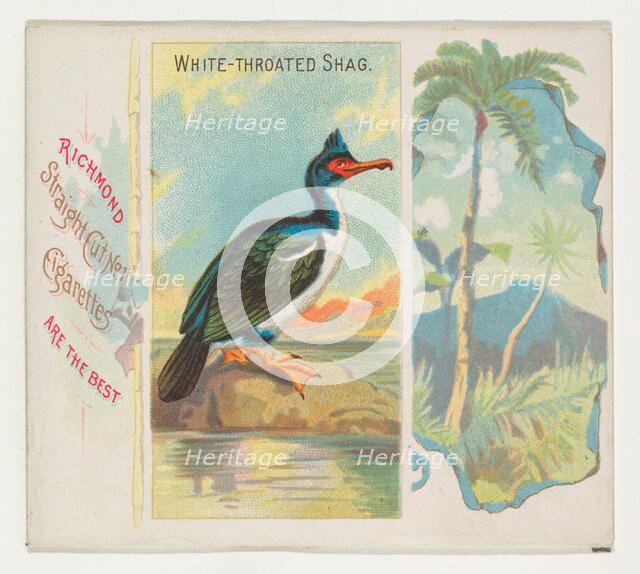 White-Throated Shag, from Birds of the Tropics series (N38) for Allen & Ginter Cigarettes,..., 1889. Creator: Allen & Ginter.