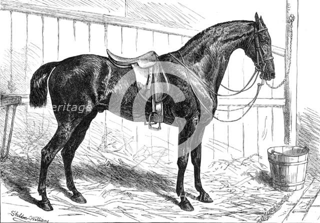 The Horse Show at the Agricultural Hall, Islington: the Prince of Wales's Park Cob, "Bob", 1874. Creator: Unknown.