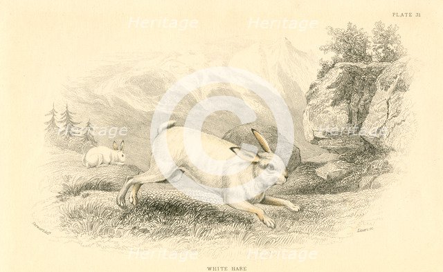 The Hare (Lepus europaeus), 1828. Artist: Unknown