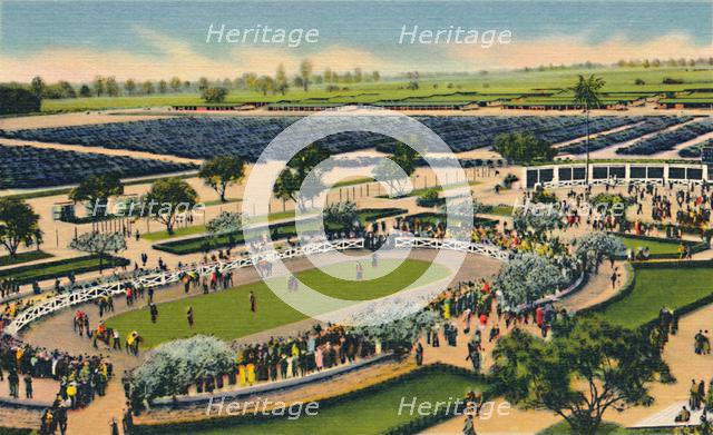 'The Paddock at "Santa Anita", Los Angeles Turf Club, Arcadia, California', 1930s.  Creator: Unknown.
