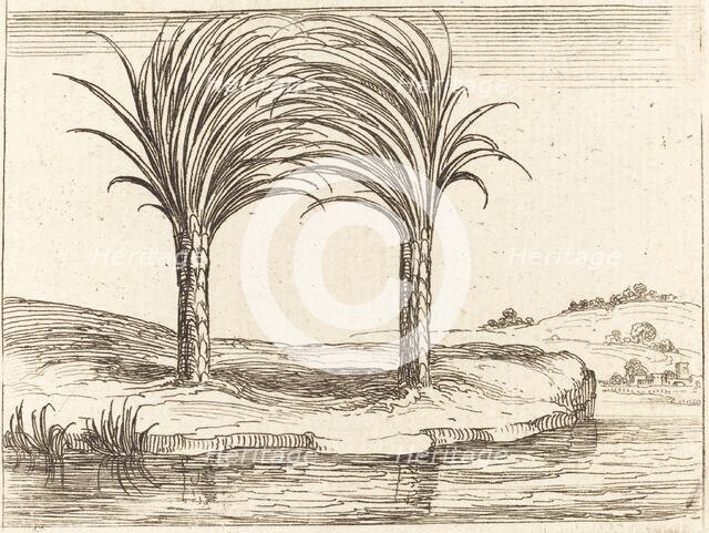 Two Palm Trees. Creator: Jacques Callot.