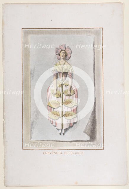 Pervenche Desséchée, from Les Fleurs Animées, 1847., 1847. Creator: Charles-Michel Geoffroy.