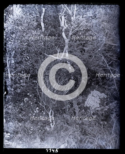 United States Fish Commission Steamer "Albatross" Circumnavigation of South America, 1888. Creator: United States National Museum Photographic Laboratory.