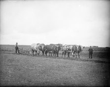 Farm labourers and oxen ready to plough a field, near Lechlade, Gloucestershire, c1860-c1922. Artist: Henry Taunt