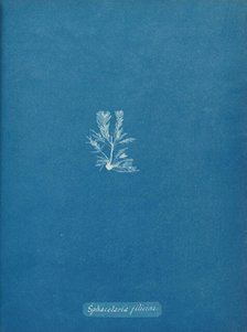 Sphacelaria filicina, ca. 1853. Creator: Anna Atkins.