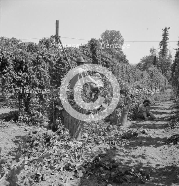 Possibly: Migratory field workers in hop field, Near Independence, Oregon, 1939. Creator: Dorothea Lange.