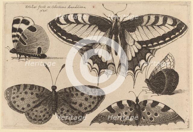 Five Butterflies, 1646. Creator: Wenceslaus Hollar.