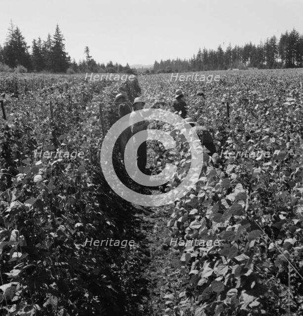 Migrant pickers harvesting beans,near West Stayton, Marion County, Oregon, 1939. Creator: Dorothea Lange.
