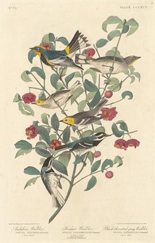 Audubon's Warbler, Hermit Warbler and Black-throated Gray Warbler, 1837. Creator: Robert Havell.