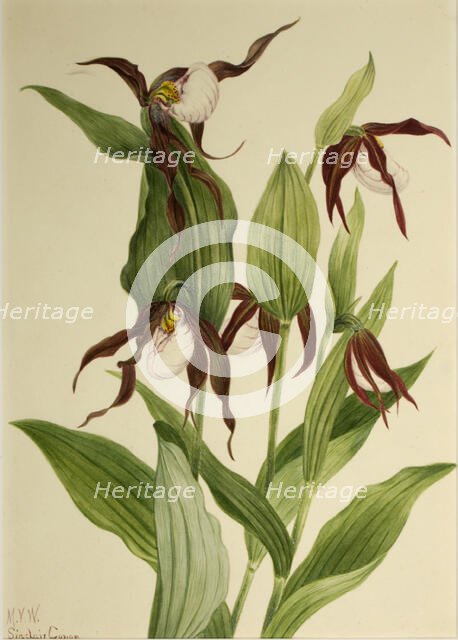 Mountain Lady's Slipper (Cypripedium montanum), 1923. Creator: Mary Vaux Walcott.