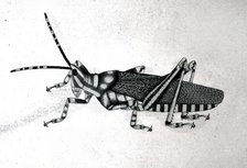 Grasshopper, approx 1782. Creator: Bhawani Das.