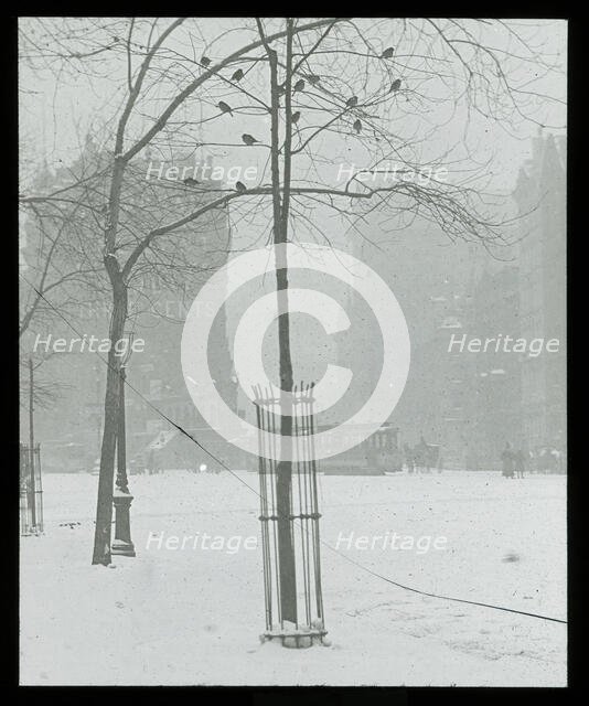 Tree in Snow, New York City, 1900/02. Creator: Alfred Stieglitz.