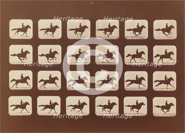 Horses. Running. Phyrne L. No. 40, 1879. Creator: Eadweard J Muybridge.