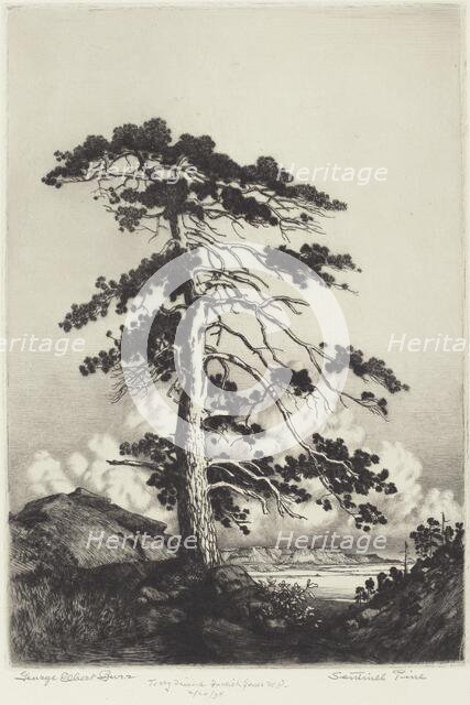 Sentinel Pine, c. 1916. Creator: George Elbert Burr.