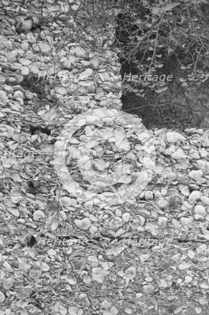 Possibly: Tabby construction, ruins of supposed Spanish mission, St. Marys, Georgia, 1936. Creator: Walker Evans.