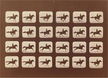 Horses. Running. Phyrne L. No. 40, 1879. Creator: Eadweard J Muybridge.