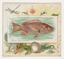 Red Snapper, from Fish from American Waters series (N39) for Allen & Ginter Cigarettes, 1889. Creator: Allen & Ginter.
