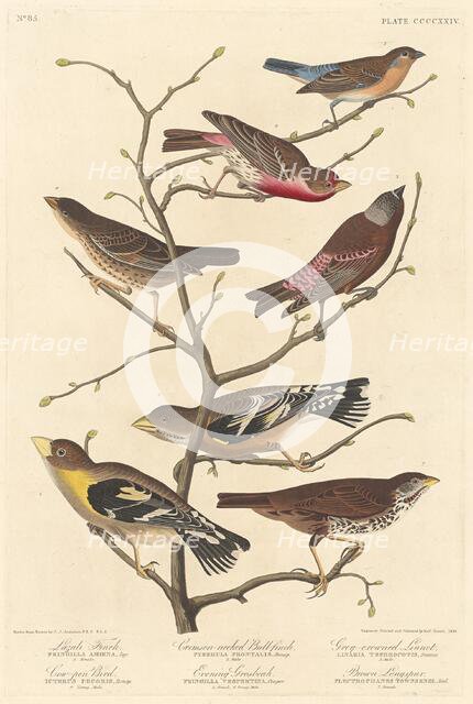 Lazuli Finch, 1838. Creator: Robert Havell.