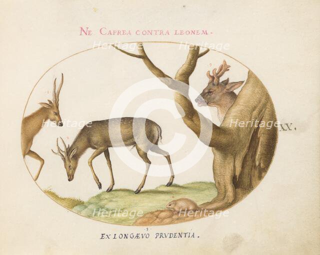 Animalia Qvadrvpedia et Reptilia (Terra): Plate XX, c. 1575/1580. Creator: Joris Hoefnagel.