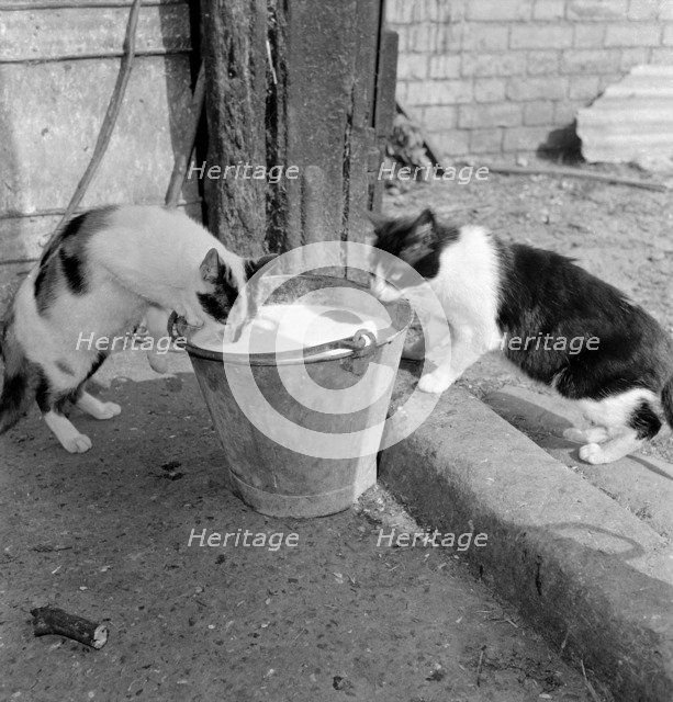 Two cats drinking from a pail of milk, Hertfordshire, 1950s-1960s. Artist: John Gay.
