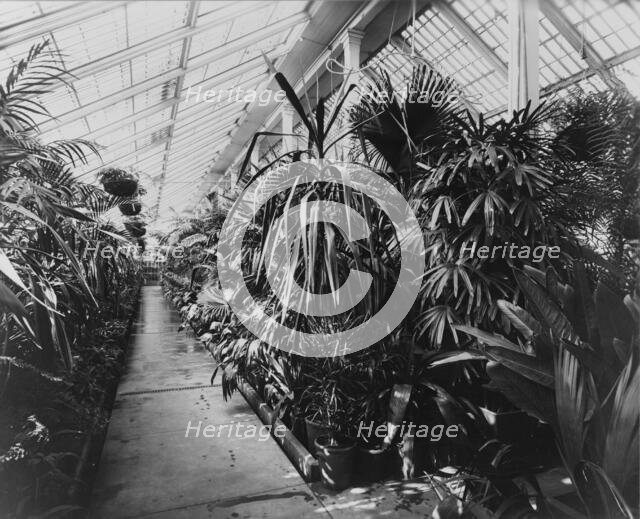 White House conservatory, Washington, D.C., 1890. Creator: Frances Benjamin Johnston.