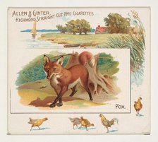 Fox, from Quadrupeds series (N41) for Allen & Ginter Cigarettes, 1890. Creator: Allen & Ginter.