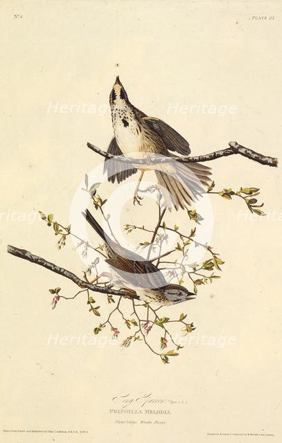 The song sparrow. From "The Birds of America", 1827-1838. Creator: Audubon, John James (1785-1851).
