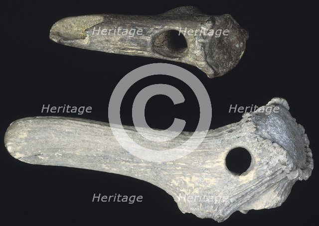 Prehistoric antler digging tools. Artist: Unknown