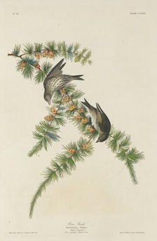 Pine Finch, 1833. Creator: Robert Havell.