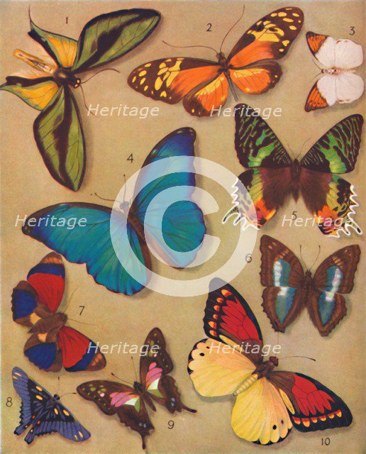 'The Marvellous Colour of the Butterflies', 1935. Artist: Unknown.