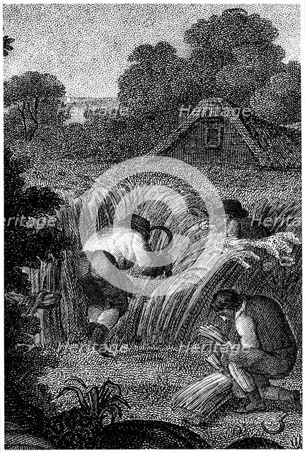 Reaping with sickles and binding the sheaves, England, c1800. Artist: Unknown