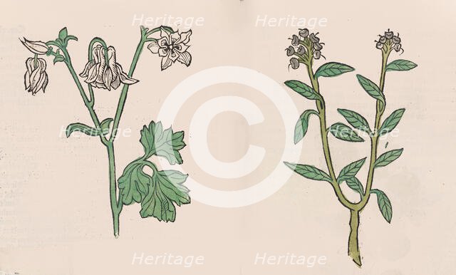 Herbarius - Gart der gesuntheit - Hortus sanitatis, 1485. Creator: Hans Schönsperger.