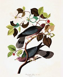 Band Tailed Pigeon, Columba Fasciata, 1845.