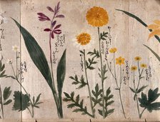 Six flowering plants, two possibly marigolds, 1870. Creator: Unknown.