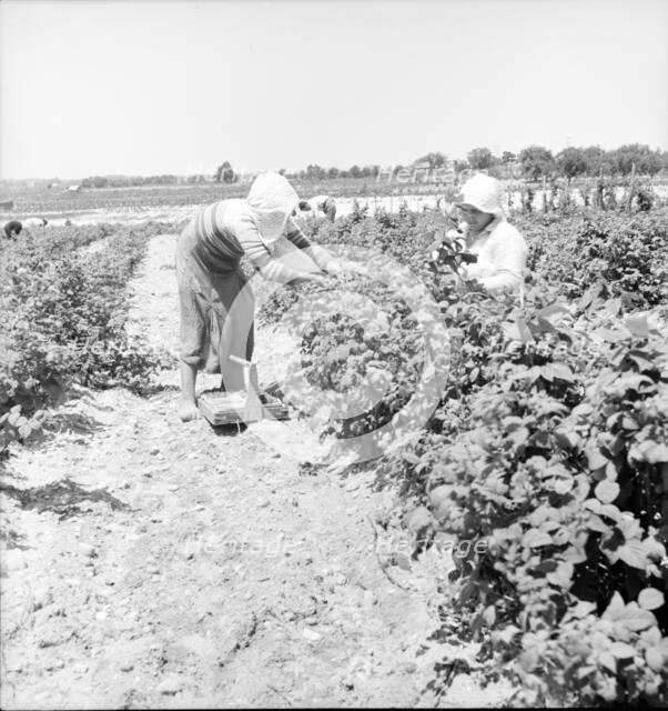 Migrants from Delaware picking berries in southern New Jersey, 1936. Creator: Dorothea Lange.