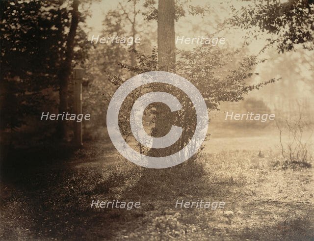 Tree Study, Forest of Fontainebleau, ca. 1856. Creator: Gustave Le Gray.