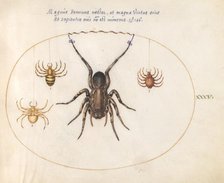 Plate 34: Four Spiders, c. 1575/1580. Creator: Joris Hoefnagel.