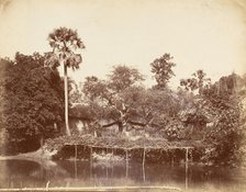View in the Jungle, Bengal, 1850s. Creator: Captain R. B. Hill.