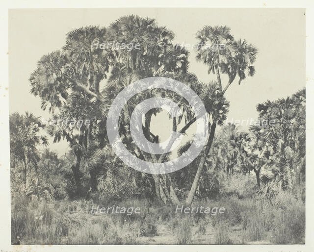 Palmiers Doums, Haute-Egypte, 1849/51, printed 1852. Creator: Maxime du Camp.