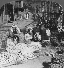 Sorting and packing daikon (Japanese radishes) on the waterfront, Atami, Japan, 1906. Artist: HC White