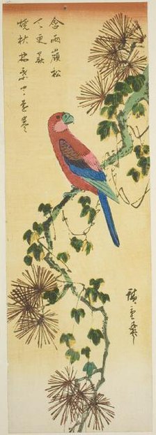 Macaw on ivy-covered pine branch, n.d. Creator: Ando Hiroshige.