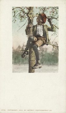 A Treed Coon, 1900 - 1902. Creator: Detroit Publishing Company.