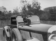 Dachshund sitting on the bonnet of Charles Mortimer's Bentley, c1930s Artist: Bill Brunell.